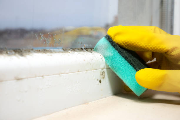 Best Preventive Mold Services in Eudora, KS