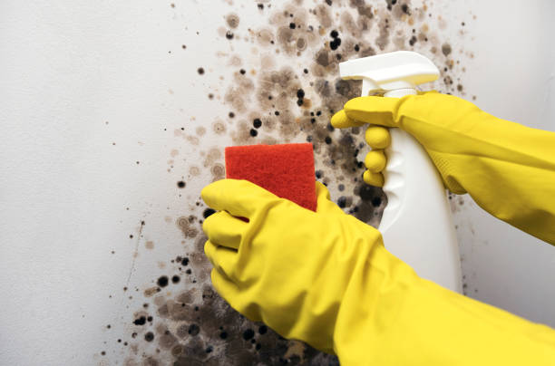 Reliable Eudora, KS Mold Remediation Solutions