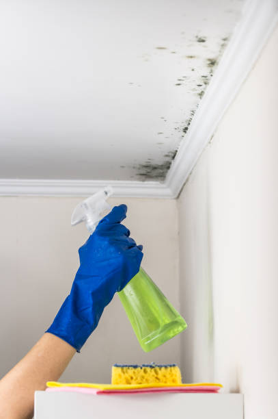 Best Commercial Mold Remediation in Eudora, KS